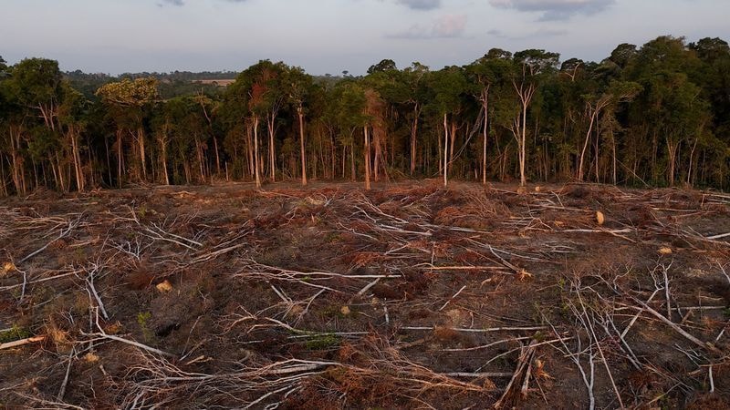 Desmatamento na Amazônia tem menor nível para um 1º semestre em oito anos