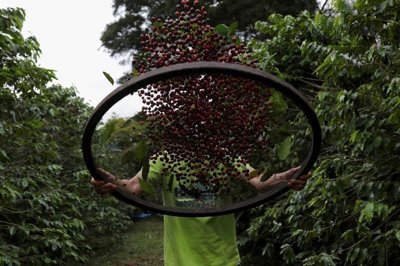 Safra volumosa aumenta pressão sobre preços do café, aponta Rabobank