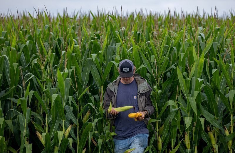 Safra recorde de cevada move expansão da indústria de bebidas no Paraná