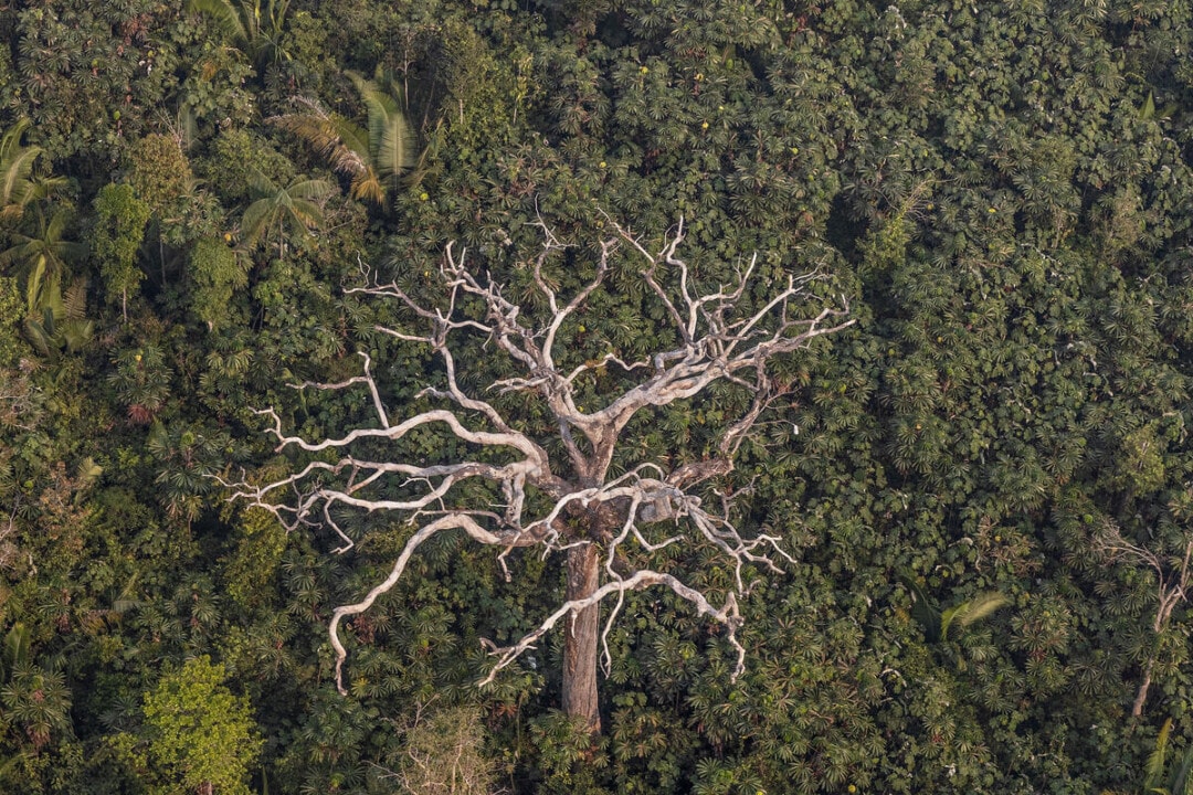 Amazonas tem área protegida maior que o Uruguai, mas enfrenta desafio de fiscalização