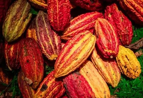 Cultivo de cacau: instituto peruano promove técnicas orgânicas para melhorar fertilidade
