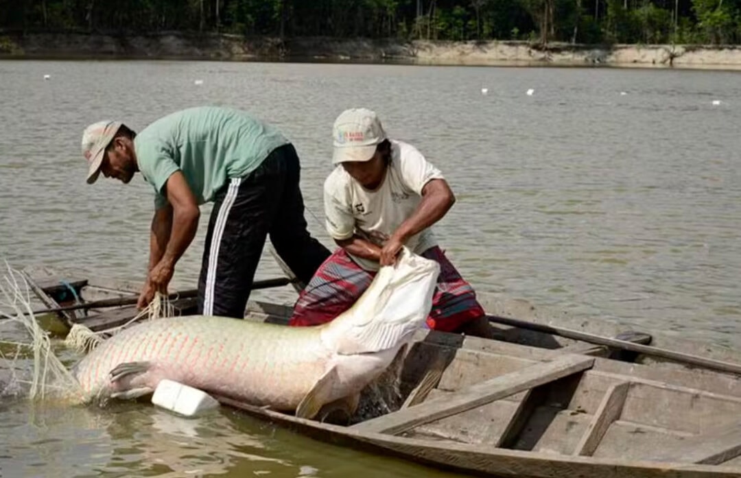 Castanha e pirarucu movimentam economias locais e ajudam no desenvolvimento de comunidades no Amazonas