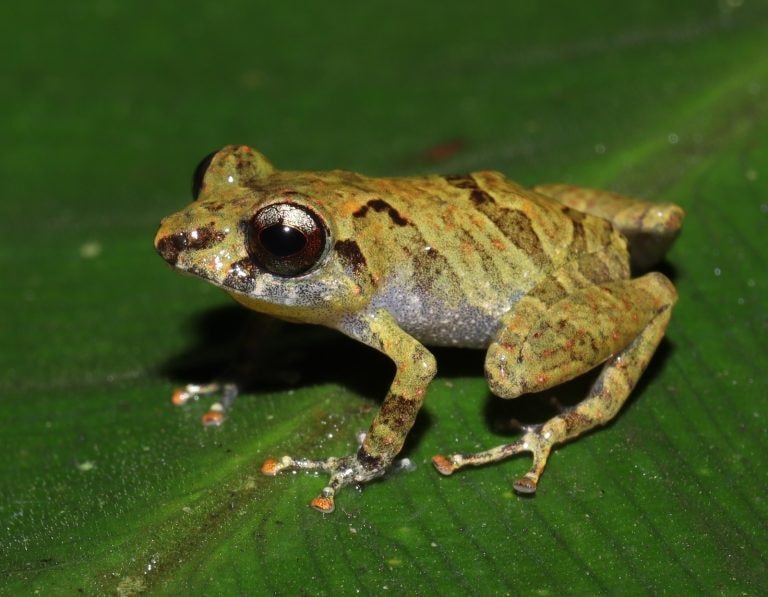 Pesquisa no Amazonas descobre novas espécies de sapos e bactéria na BR-319