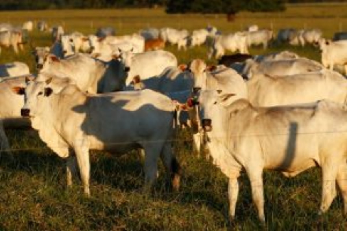 Prestes a vigorar, veto da UE à carne do Brasil deve elevar preço