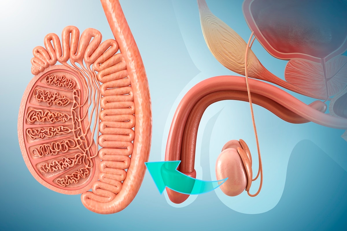 Câncer nos testículos: urologista ensina como fazer o autoexame. Veja vídeo