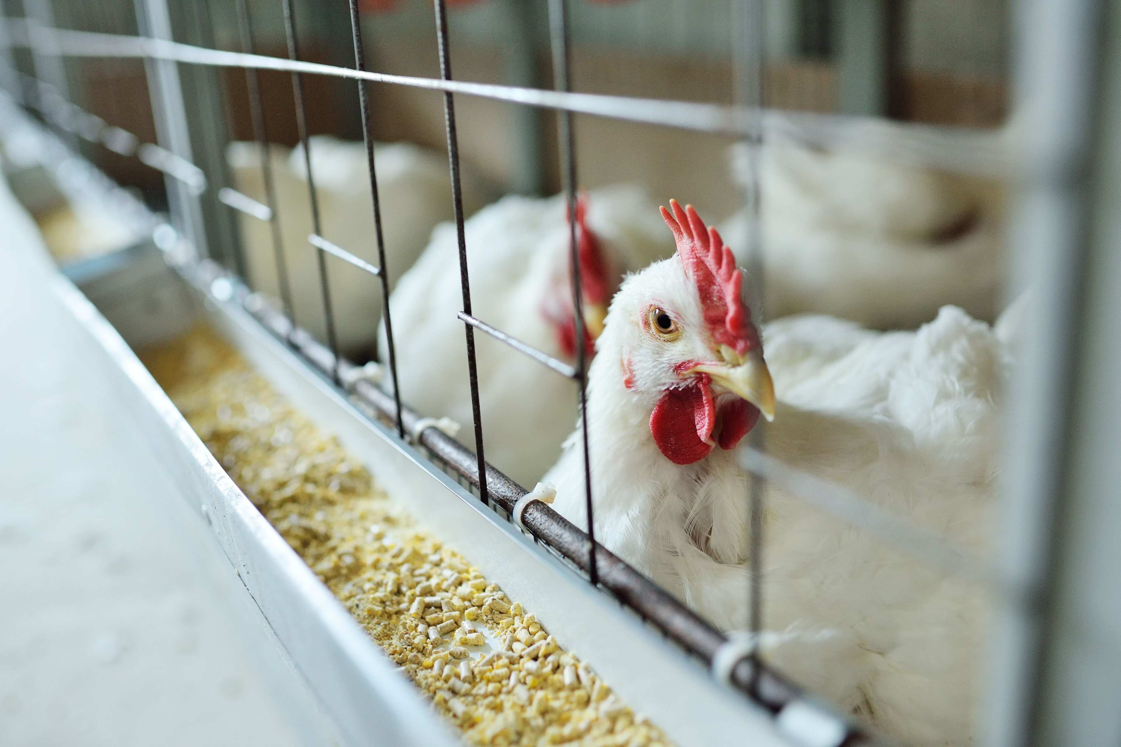 Gripe aviária afeta ursos-polares pela primeira vez; contaminação preocupa