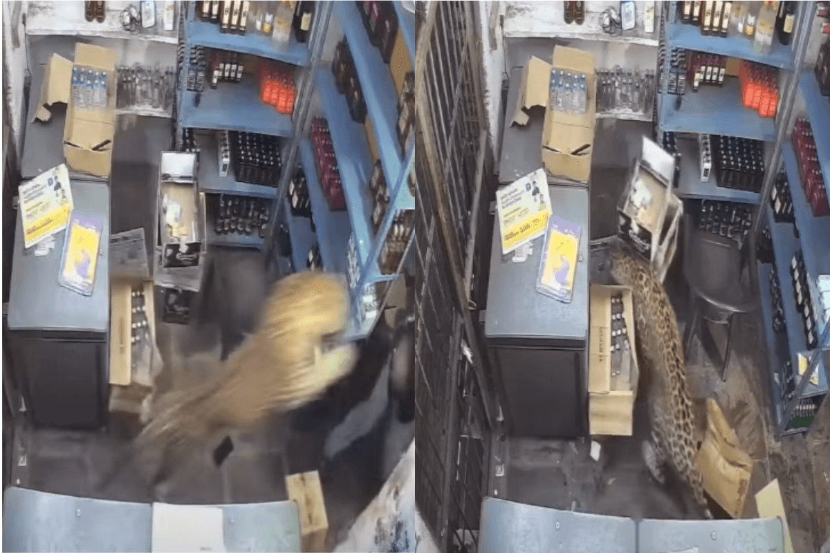 Leopardo é resgatado após fugir e invadir loja de vinhos na Índia
