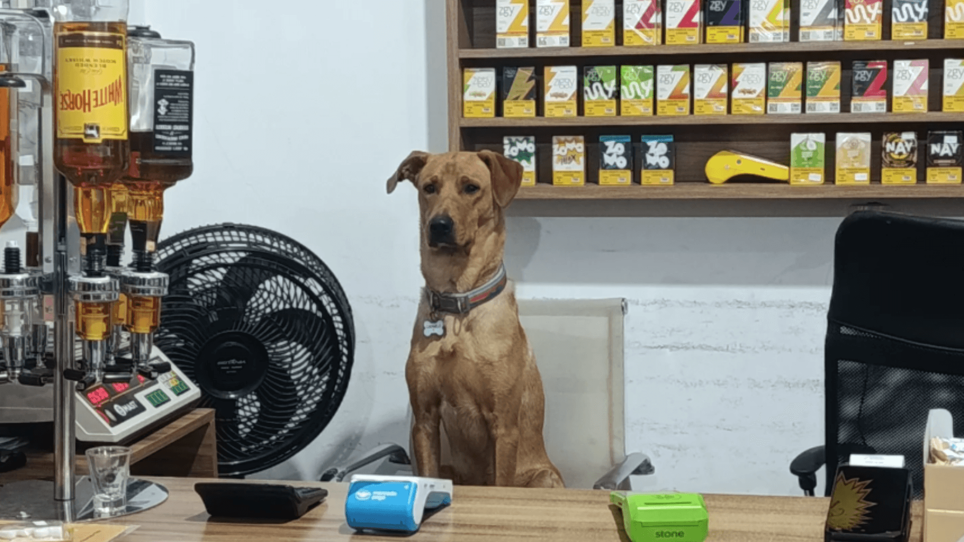 Cachorro surfista é visto pegando onda com tutor em praia no Rio de Janeiro