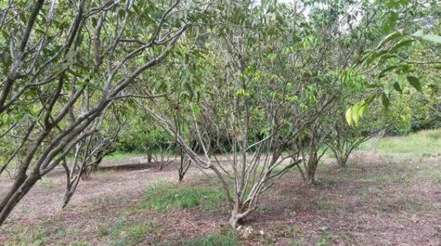 #Série l Superfrutas da Amazônia: camu-camu, a campeã da vitamina C