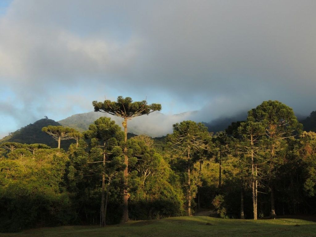 Dia Nacional da Mata Atlântica: Brasil preserva só 24% do bioma original