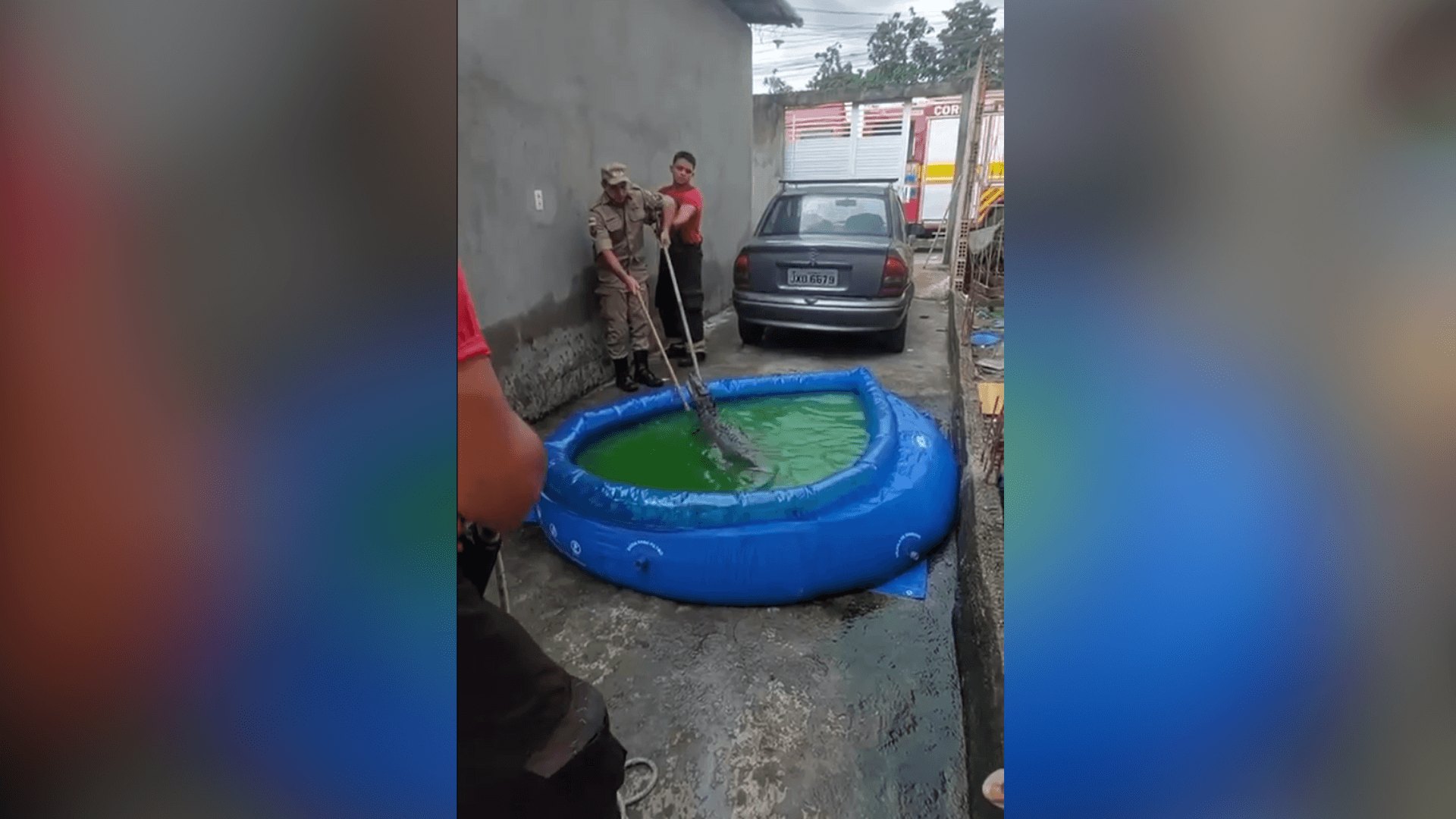 Polícia encontra criadouro de jacarés durante operação no RJ