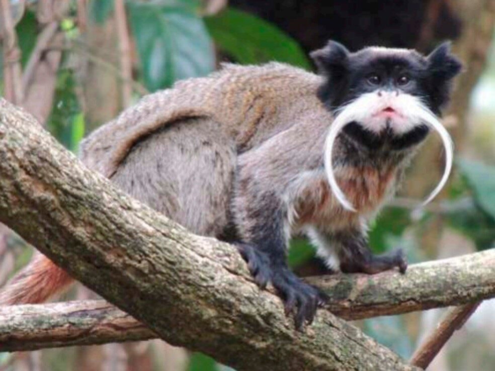 Mais de 700 espécies: Parque Zoobotânico é ‘laboratório vivo’ no coração de Rio Branco