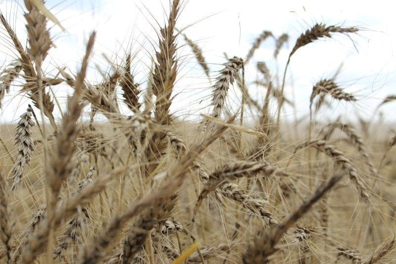 Não é só no Brasil: El Niño preocupa agro da Argentina, Uruguai e Paraguai