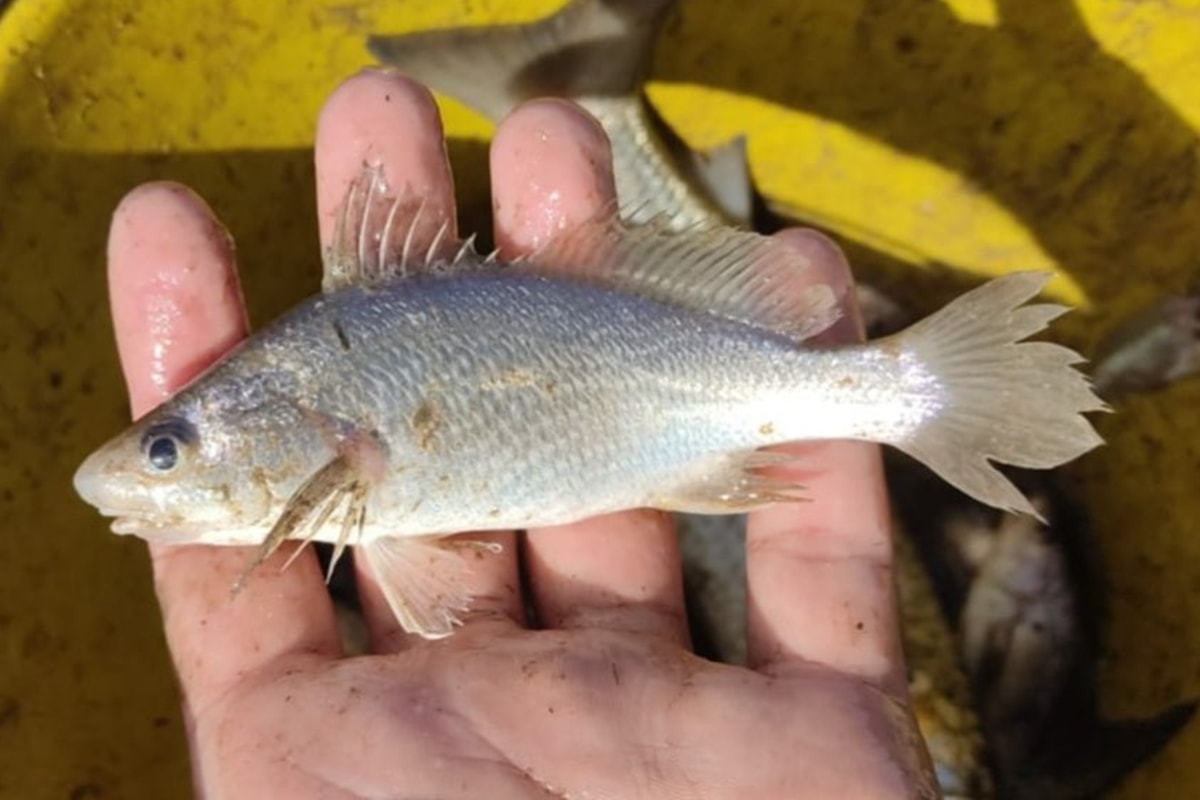 Peixes do ES têm anomalias ligadas ao desastre de Mariana, diz estudo