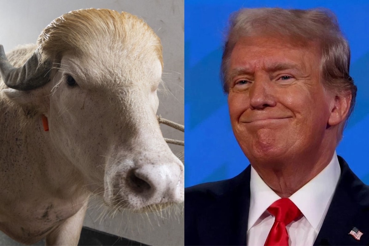 Governo desiste de sacrificar "búfalo Trump" em celebração religiosa