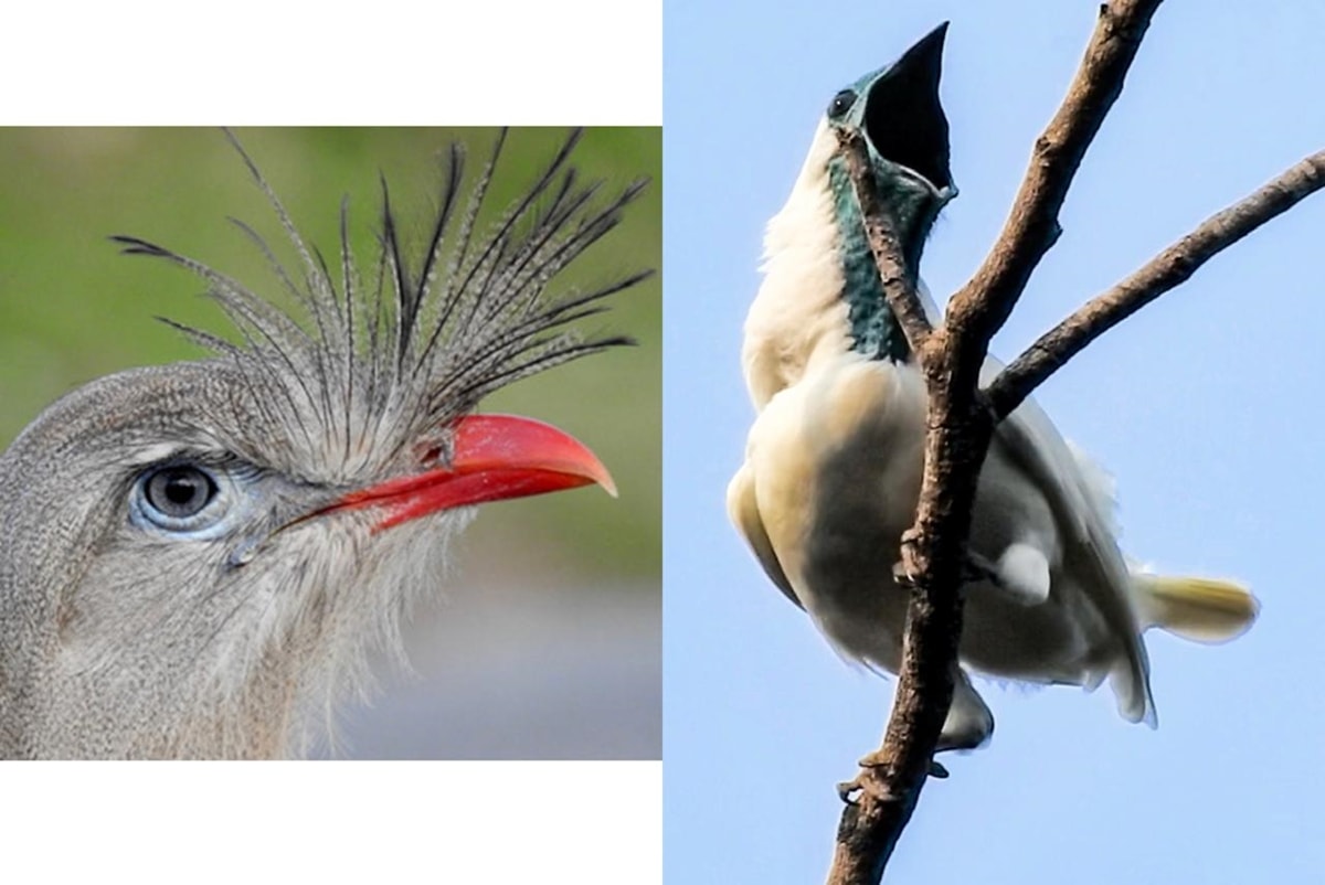Duas aves brasileiras estão entre exemplares com o canto mais alto do mundo