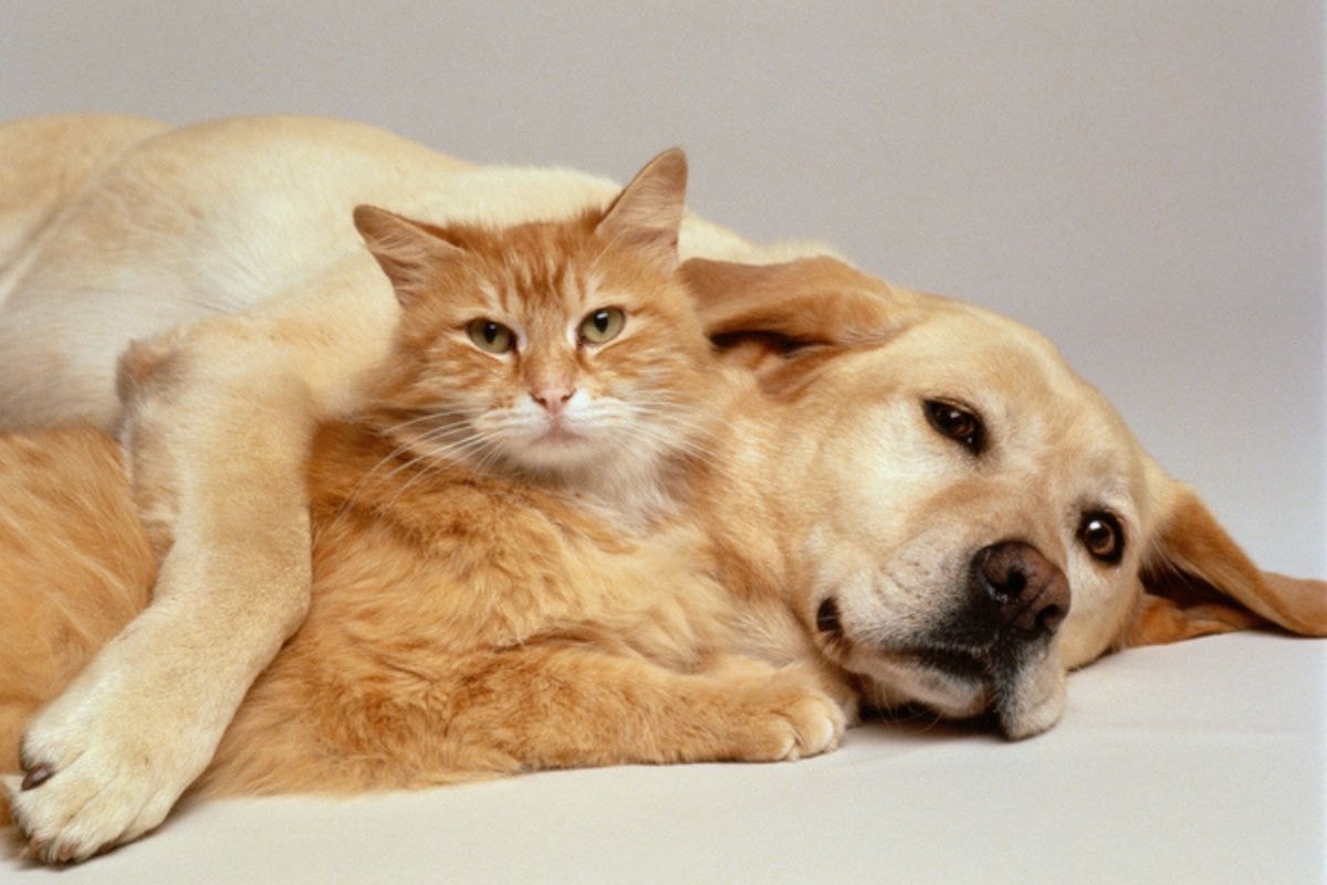 Perfume em cães e gatos: os cuidados para não agredir a saúde dos pets