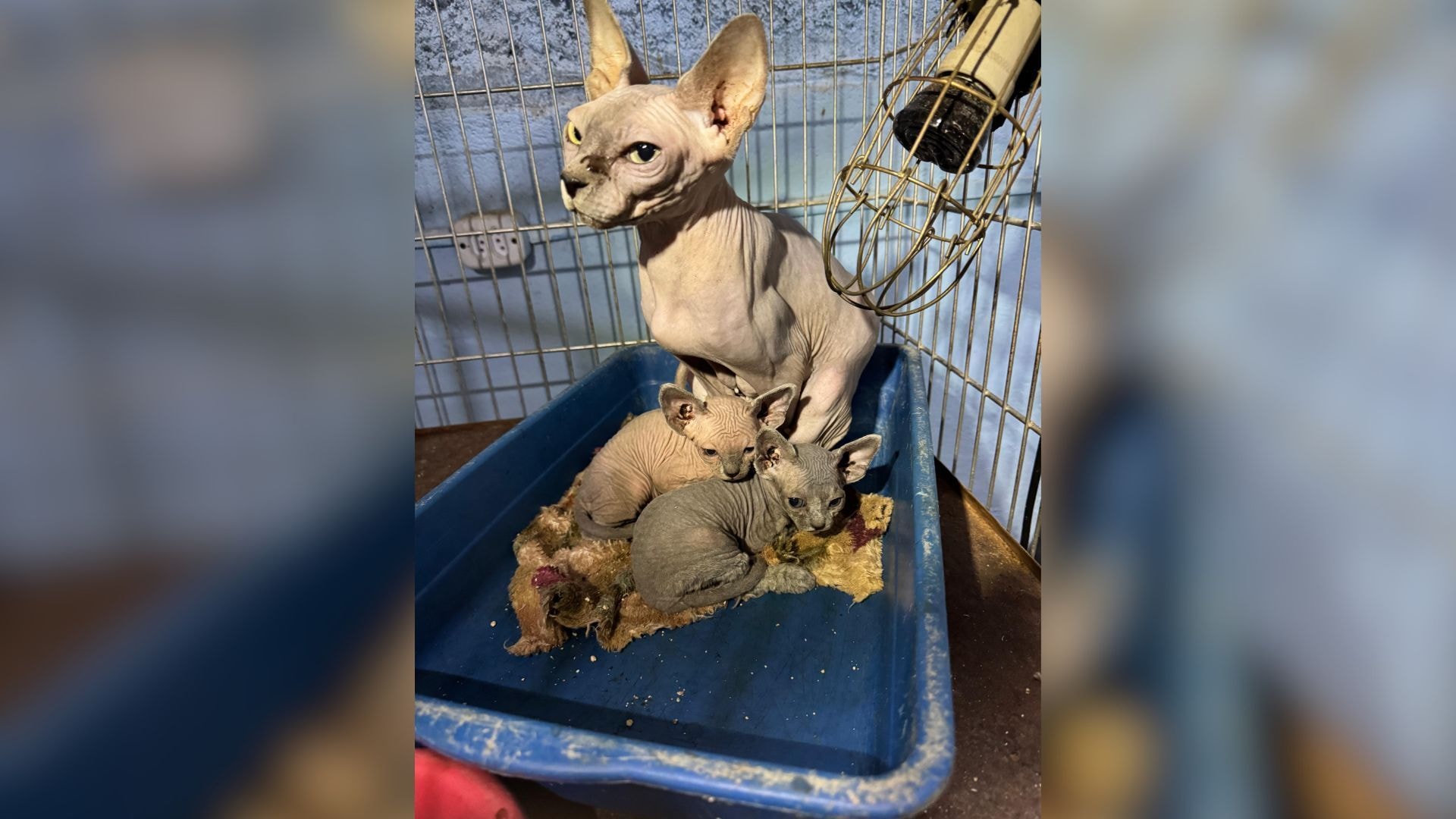 Falso veterinário flagrado operando gato tem prisão decretada no Rio