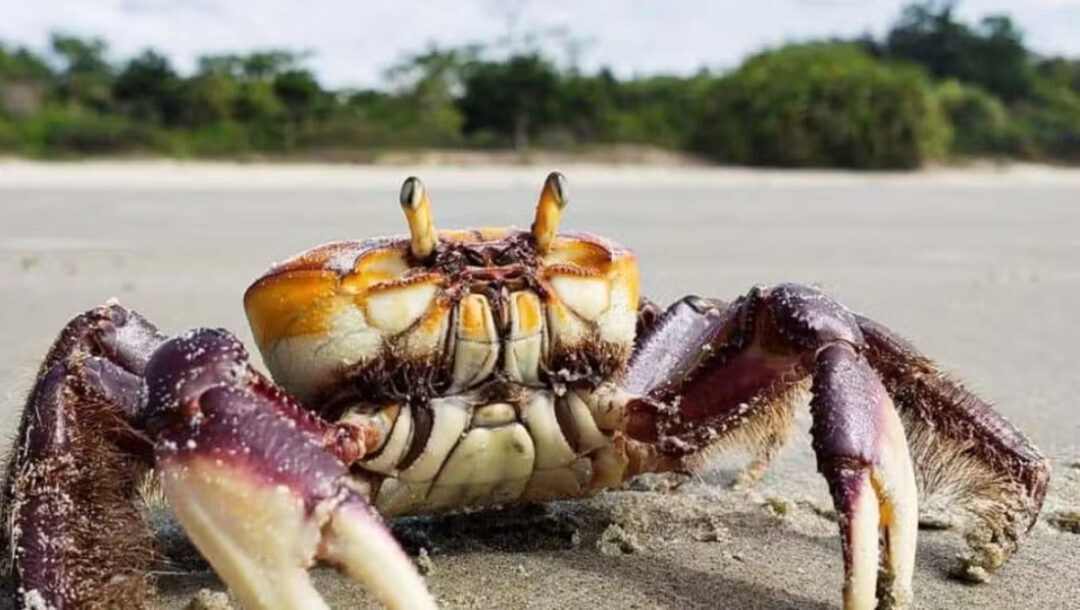 Estudo monitora reprodução do caranguejo-uçá para avaliar período de defeso no Amapá