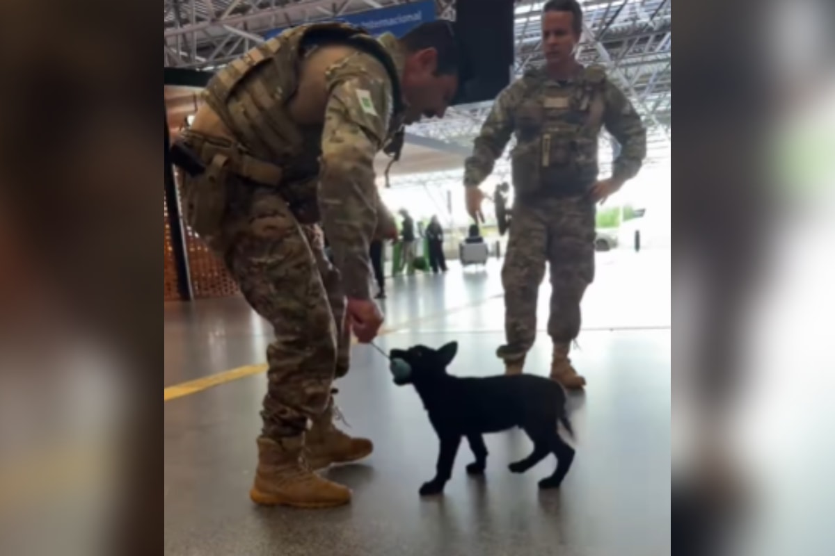 Filhotes da PM encantam passageiros em treino no Aeroporto de Brasília. Veja vídeo