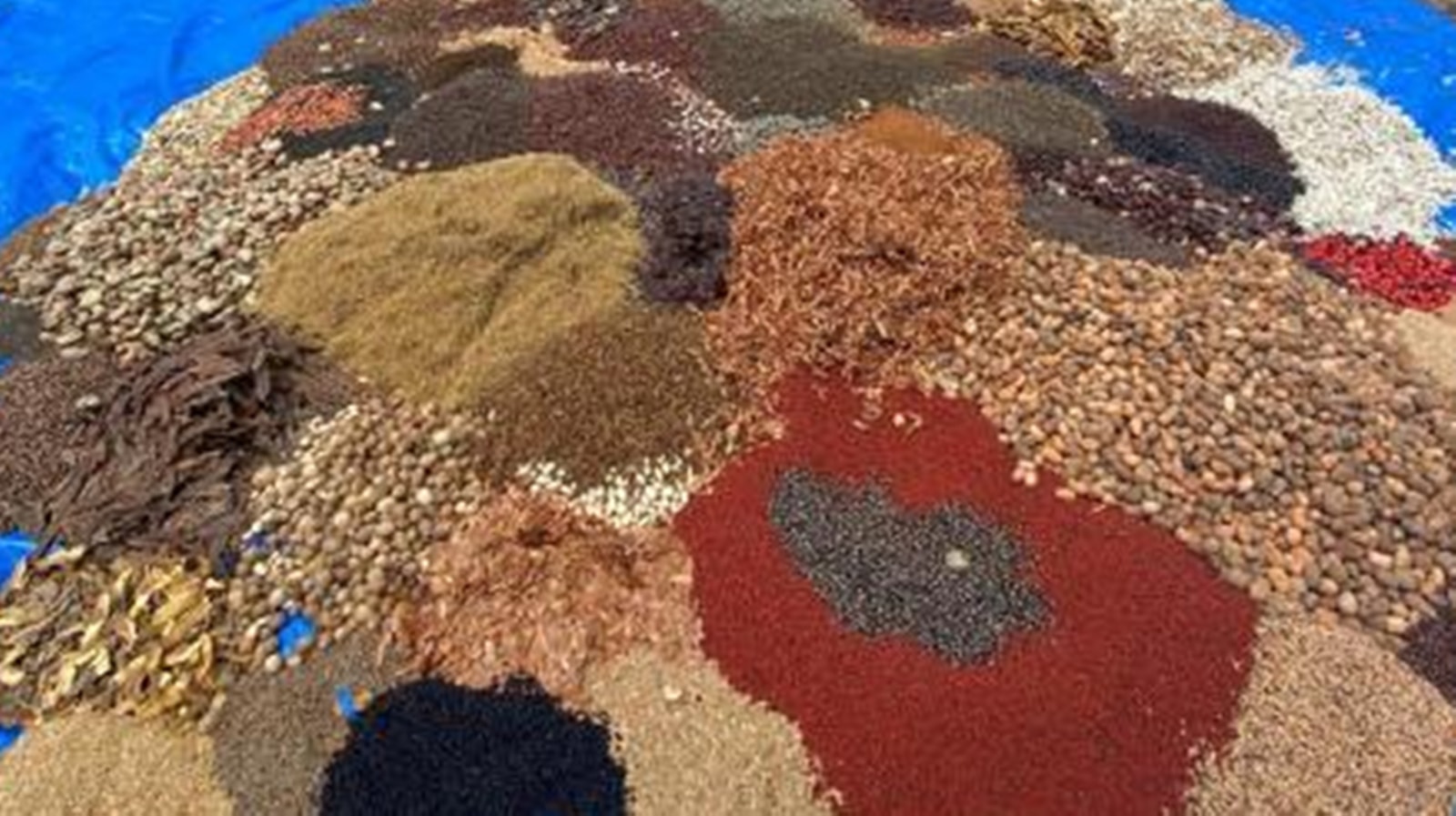 Projeto restaura 50 hectares e fortalece comunidades na Amazônia