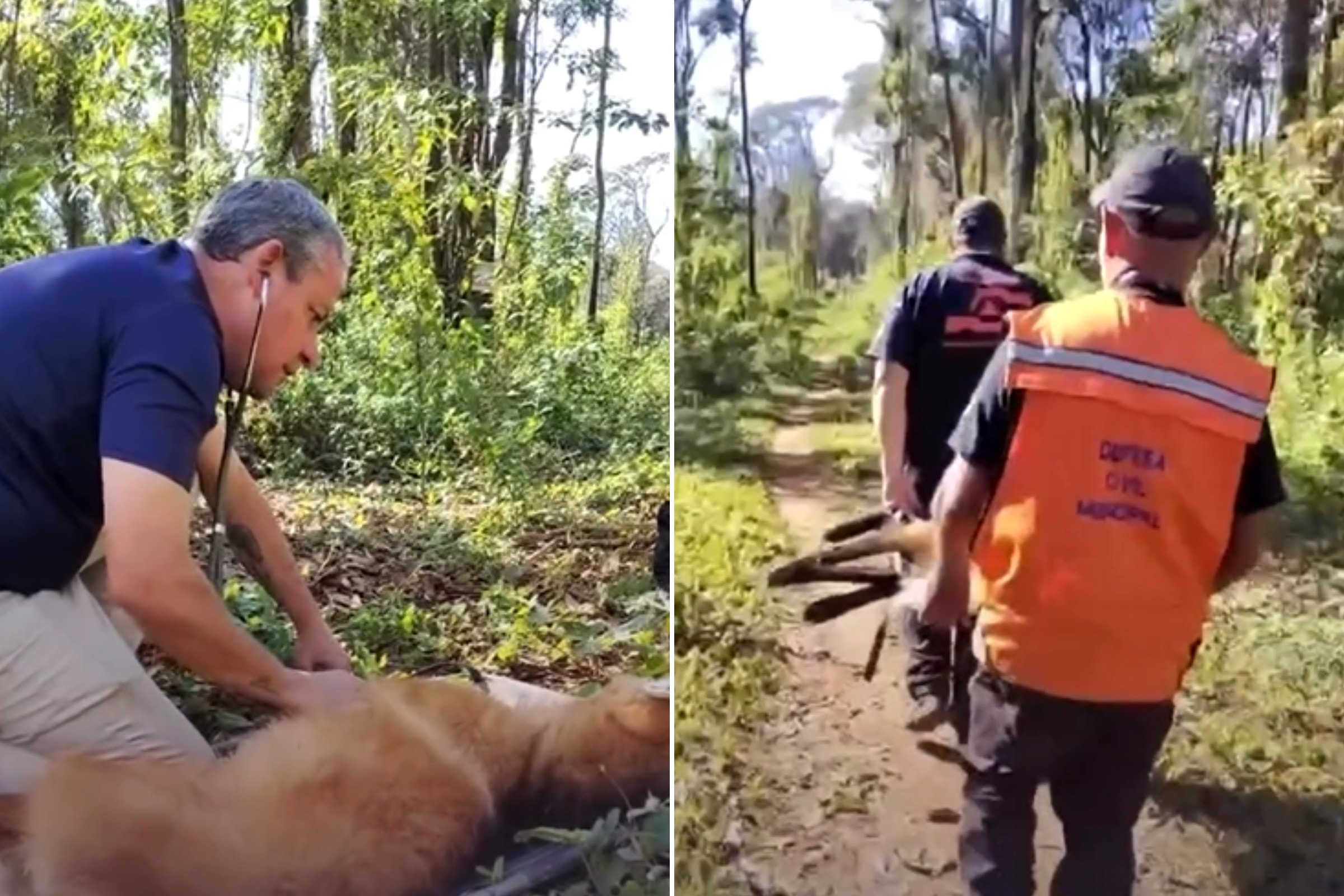 Lobo-guará corre pela cidade, é resgatado e devolvido à natureza em MG