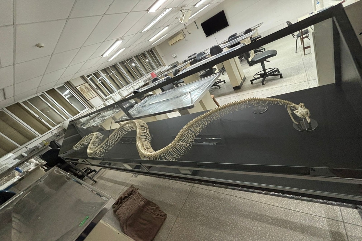 Museu de Biologia da UnB inaugura exposição sobre serpentes