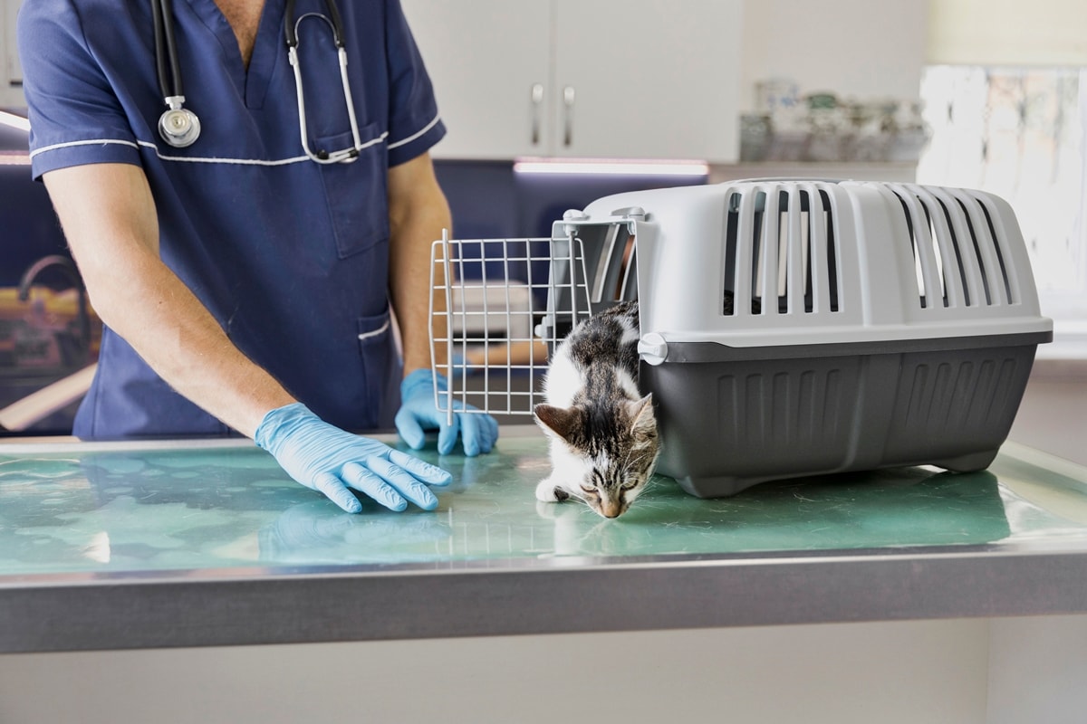 Família descobre que gata está viva 18 meses após levá-la para a eutanásia