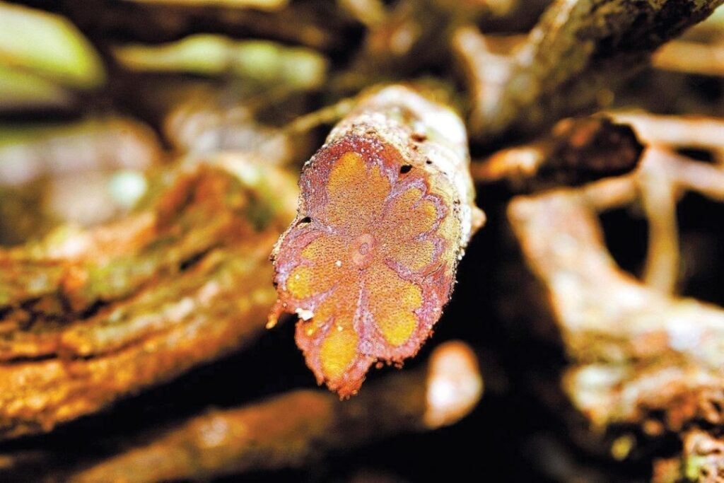 MPF recomenda revisão das regras sobre uso da ayahuasca no Brasil