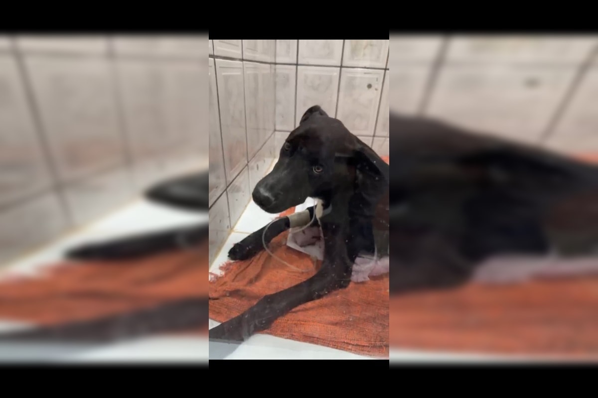 Resgatado, cachorro atropelado ganha campanha para custear tratamento. Veja vídeo