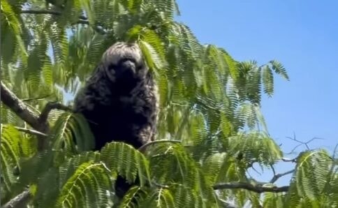 Pescador encontra animal ‘misterioso’ e mestre da camuflagem em Rondônia