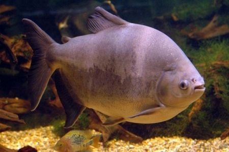 Estudo aponta reserva biológica no Bailique como berçário de diferentes espécies de peixes