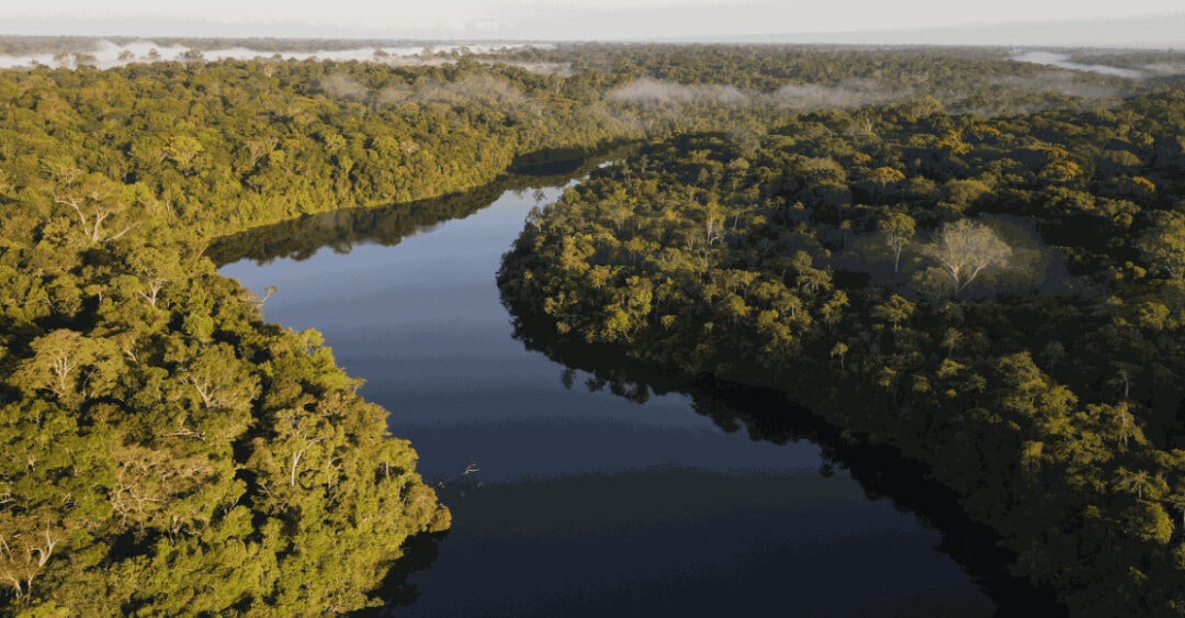 Proteger florestas existentes produz melhor custo-benefício para biodiversidade e clima do que restaurar, revela estudo na Science
