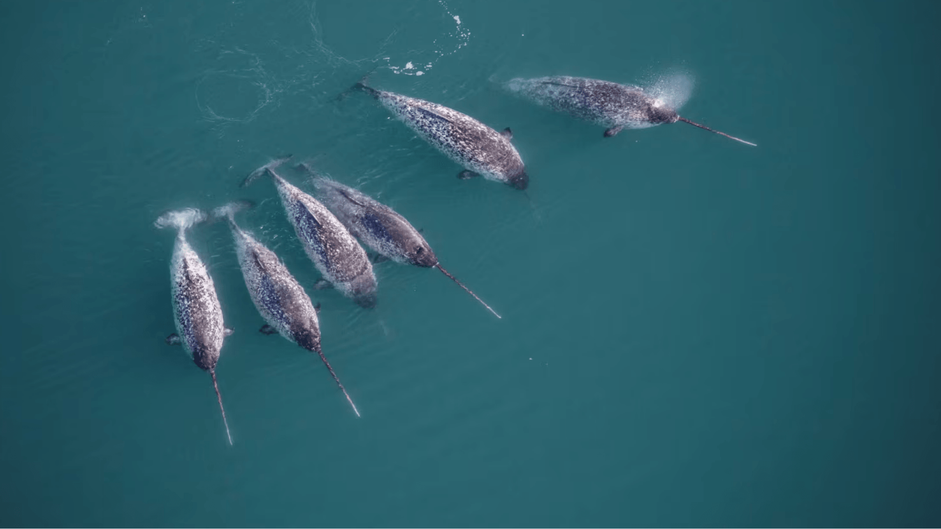 Drone flagra golfinho ao lado de filhote de baleia no litoral sul de Santa Catarina