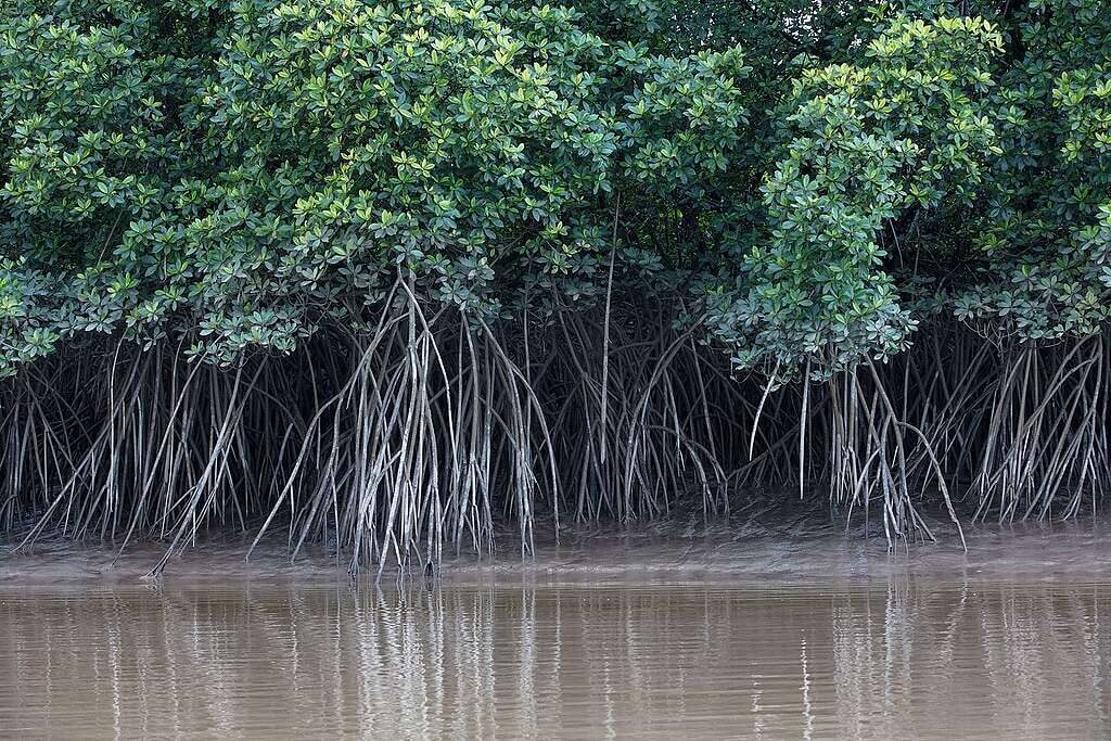 Ambientalistas alertam que manguezais e corais podem sofrer impactos com avanço do petróleo na Foz do Amazonas