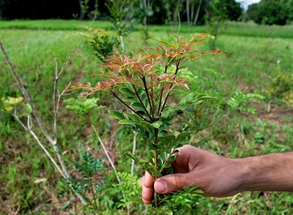 Planta amazônica usada contra glaucoma, jaborandi ganha banco vivo de conservação em Carajás