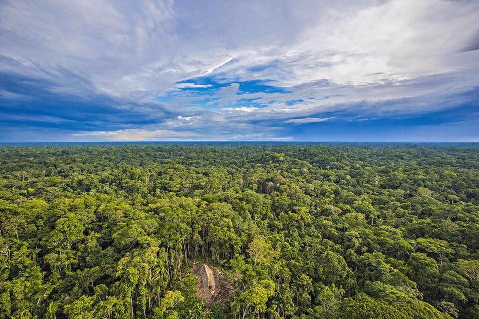 Reprodução de mais de 99% das espécies de árvores amazônicas é dependente da ação de animais