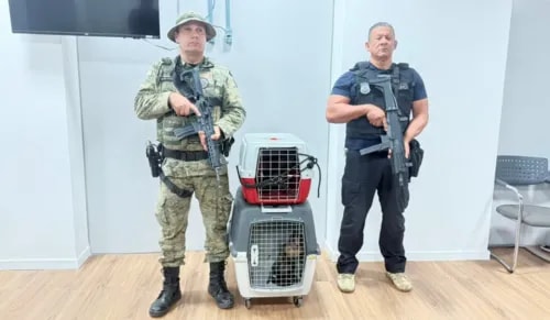 Homem é preso em Salvador por venda ilegal de macacos-prego