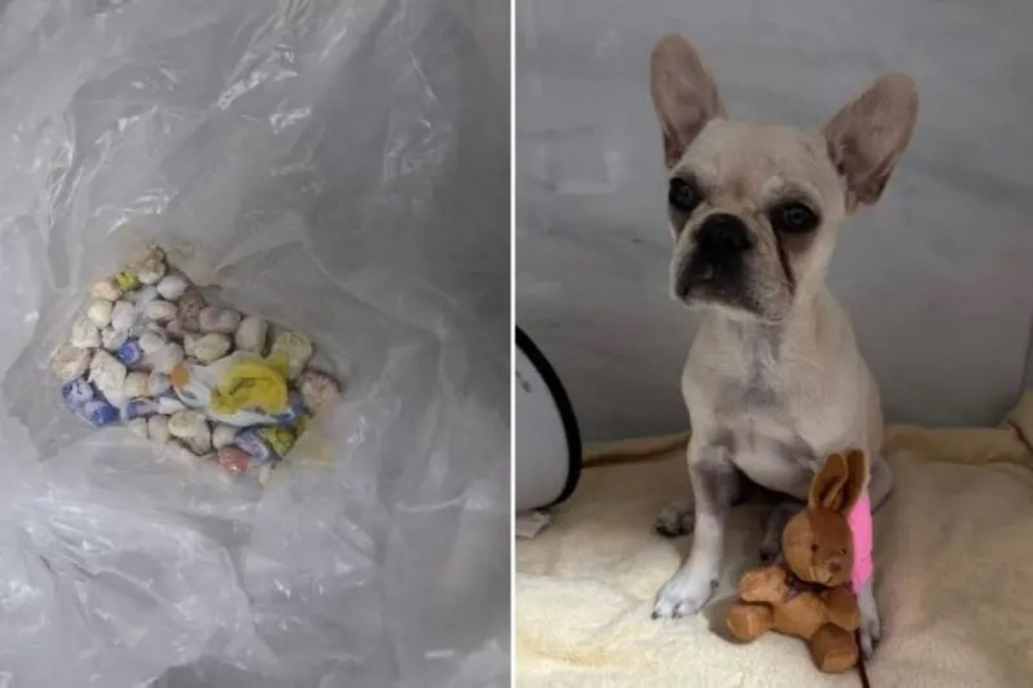 Como está cachorra 4 dias após engolir 55 pedras de crack em SC