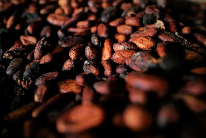 Cacau atinge pico de cinco meses em NY com preocupação sobre a safra