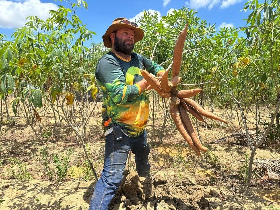 Pesquisa no Amapá desenvolve mandioca capaz de conviver com a praga vassoura de bruxa