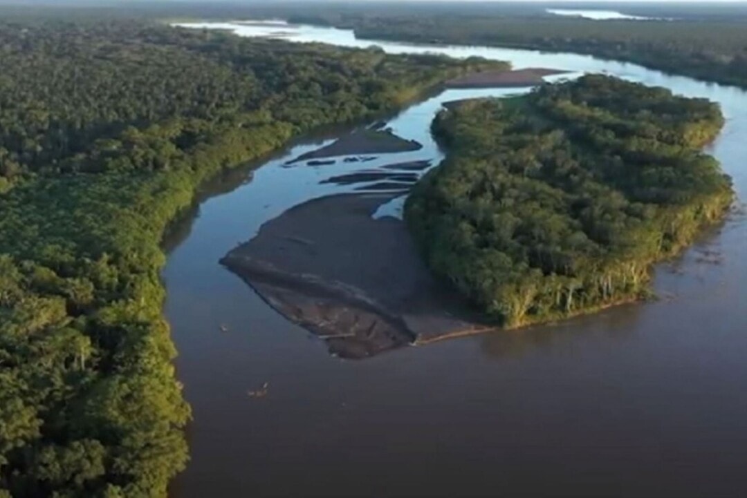 Perigo à vista! Vocalização de diferentes espécies é usada como aviso em floresta no Peru