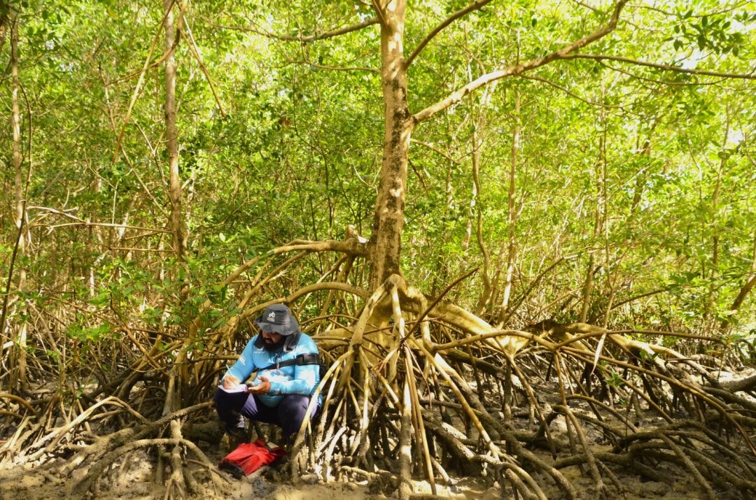 Manguezais ganham destaque como ‘carbono azul’ na costa amazônica