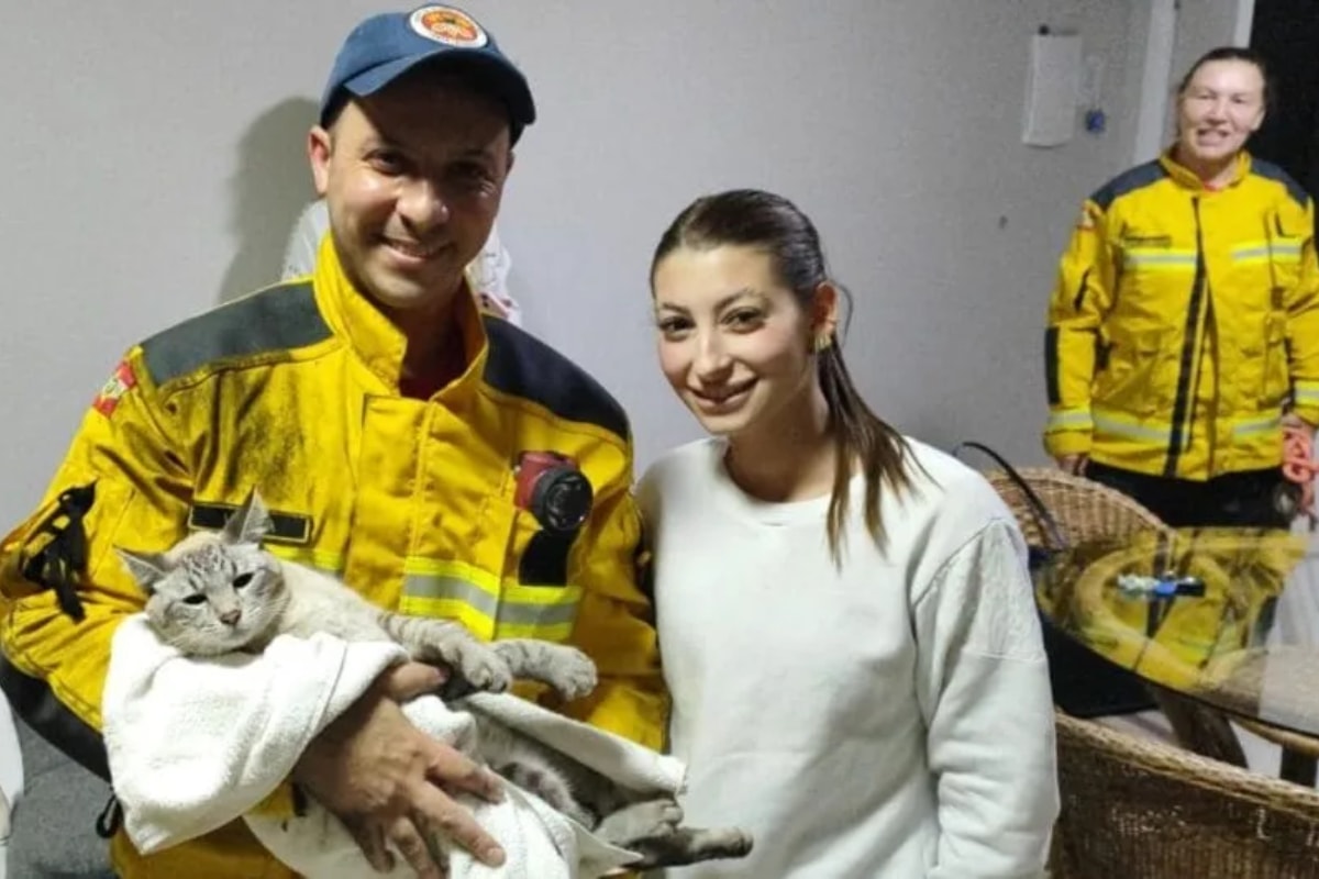 Gato cai do 6° andar e fica horas dentro de tubulação em prédio de SC