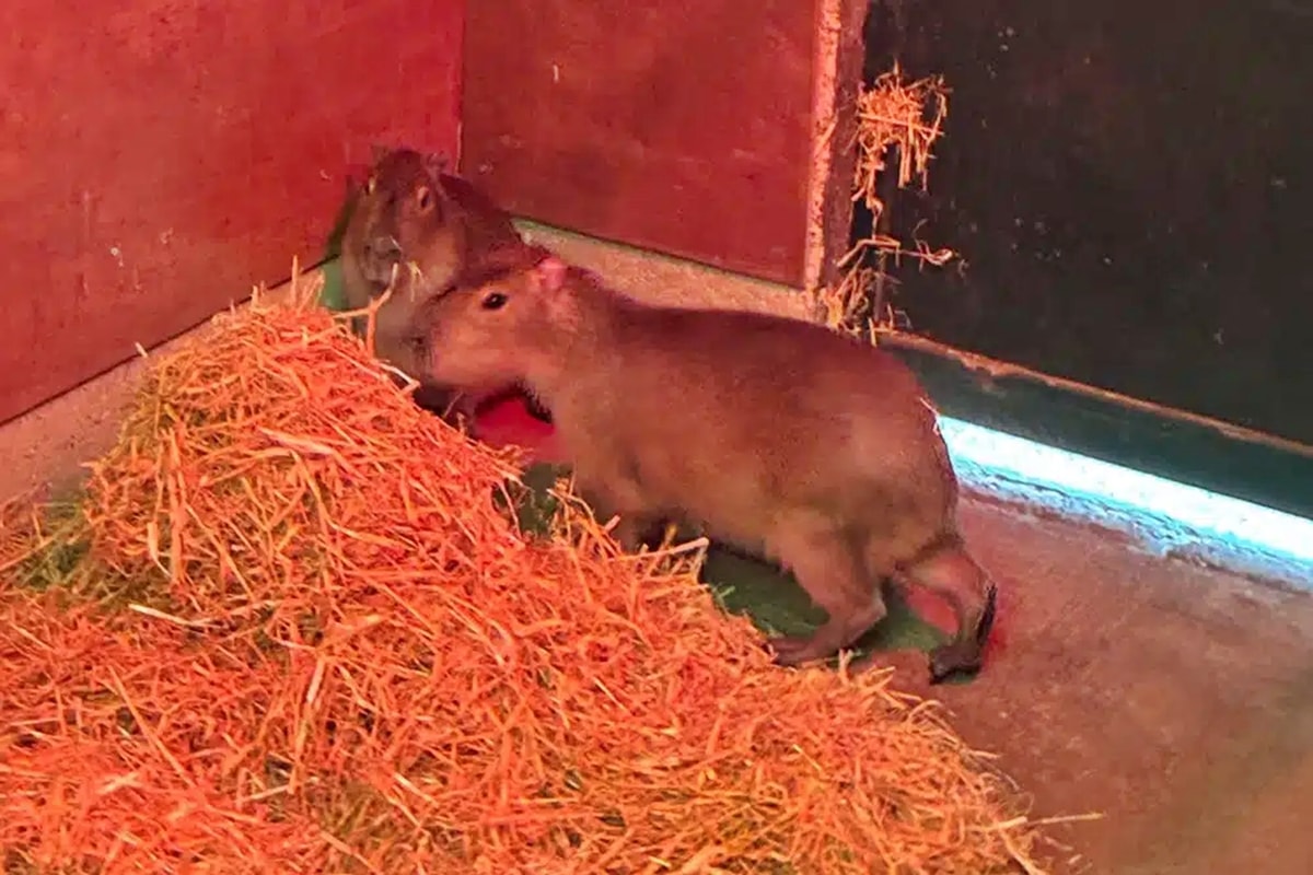 Sumida há 6 meses, capivara mobiliza Inglaterra e redes sociais em operação