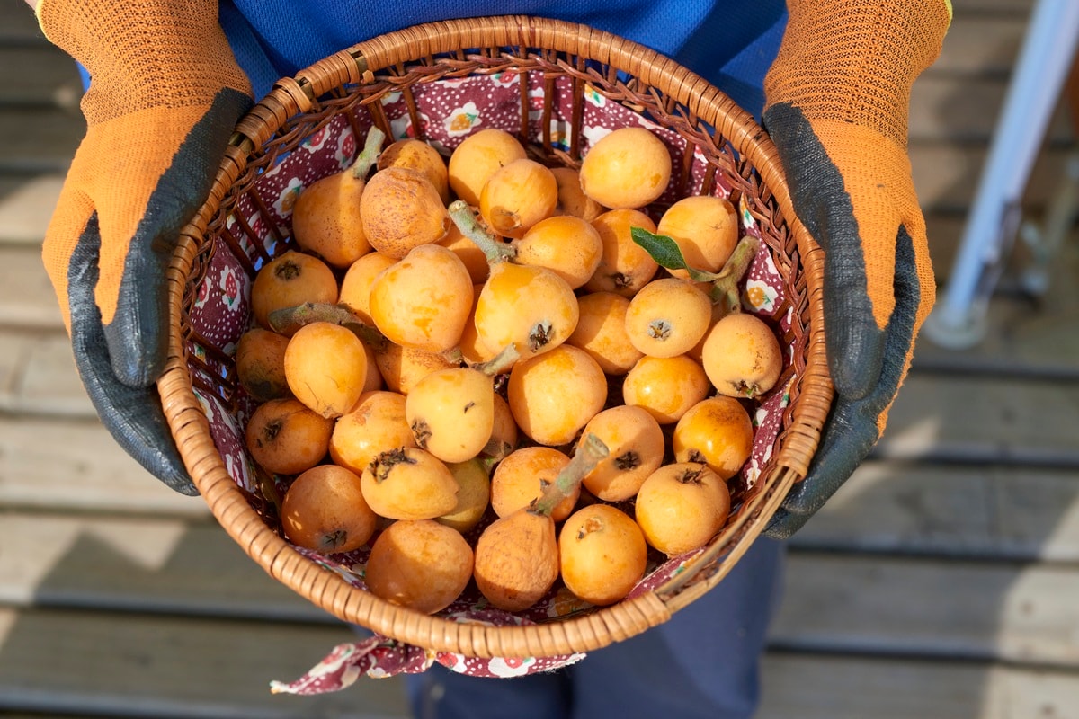 Fruta que ajuda na limpeza do fígado pode ser cultivada em apartamento