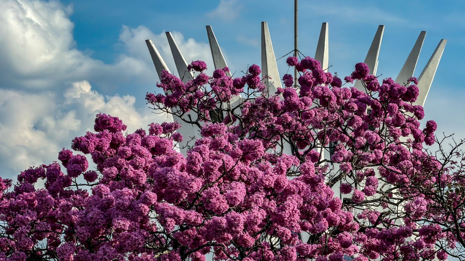 Floração de ipês-roxos transforma a paisagem de Brasília; veja fotos