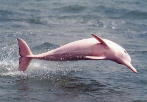 O que torna o boto cor-de-rosa especial e quais outros nomes ele possui na Amazônia?