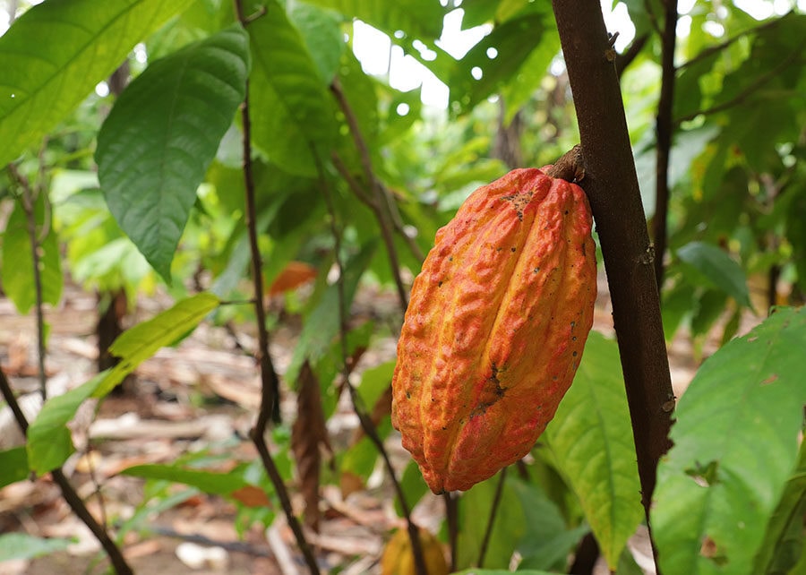Cultivo de cacau une geração de renda e diversidade da floresta no Rio Madeira, no Amazonas