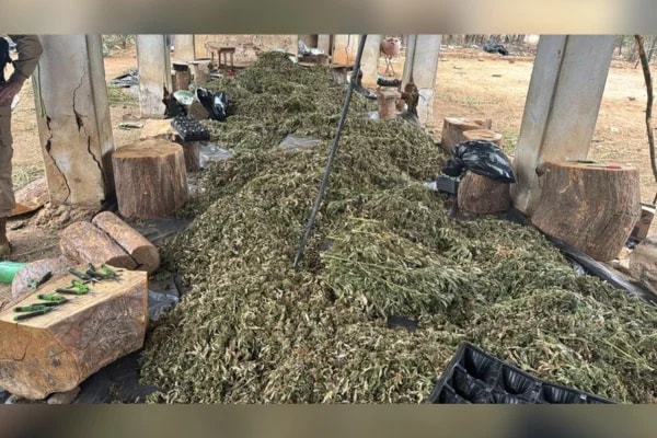 PF faz operação contra cultivo de maconha e bloqueia R$ 50 milhões